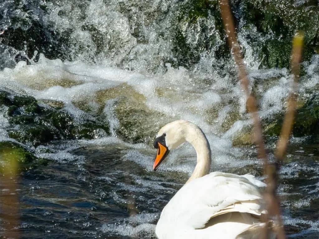 dsc_9391w.jpg