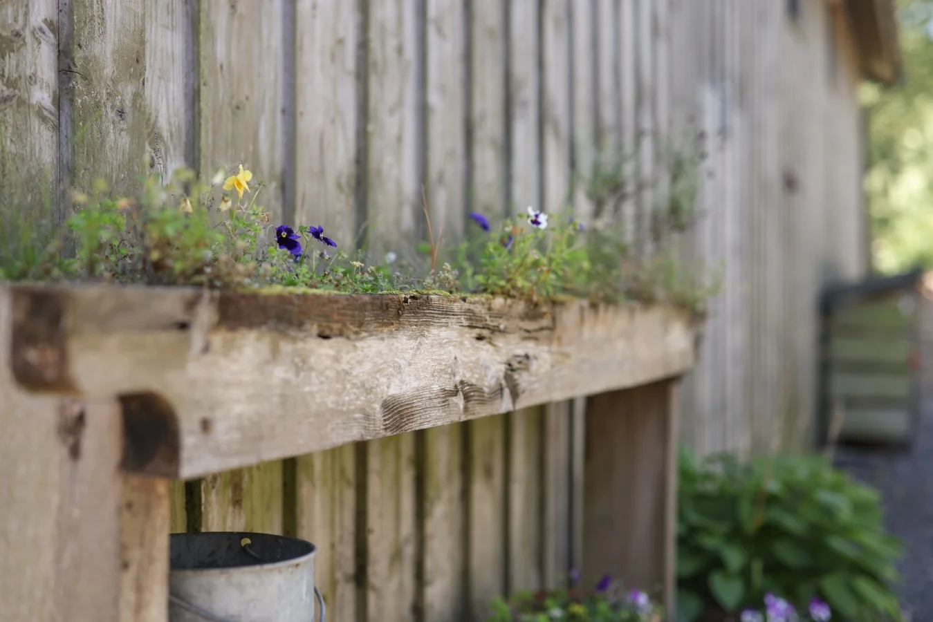 Rustic timber planter with colourful flowers beside the cottage