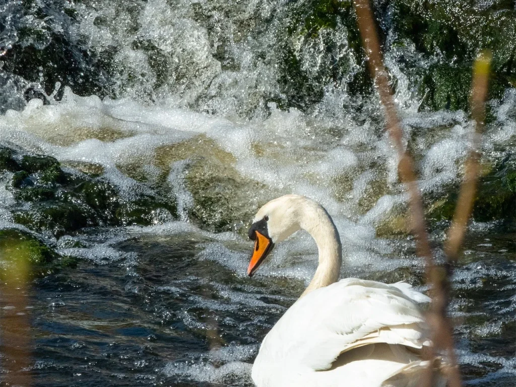 dsc_9391w.jpg